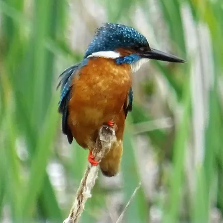 巴克斯塔克农庄酒店 * 皮克林